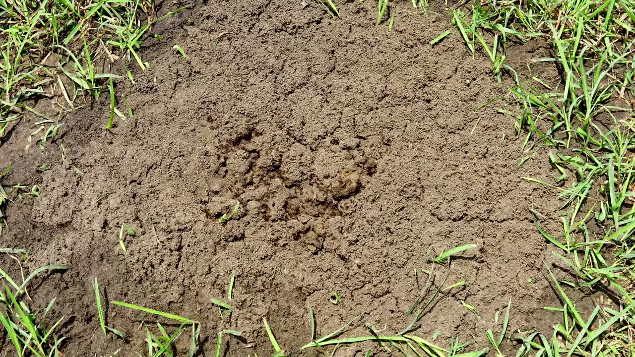 Static video of a Fire Ant Solenopsis nest