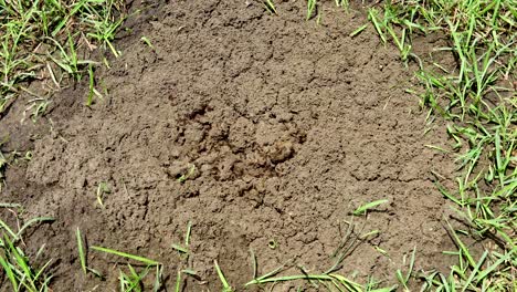 static video of a fire ant solenopsis nest