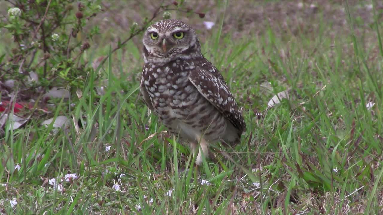 норовистая сова осматривается 2