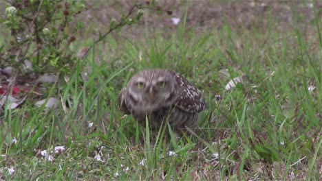 a burrowing owl looks around 2