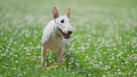 Ein-Süßer-Weißer-Bullterrier-Welpe,-Der-Im-üppigen-Grünen-Gras-Steht,-Ein-Kleeblatt-Klebt-An-Ihrer-Zunge