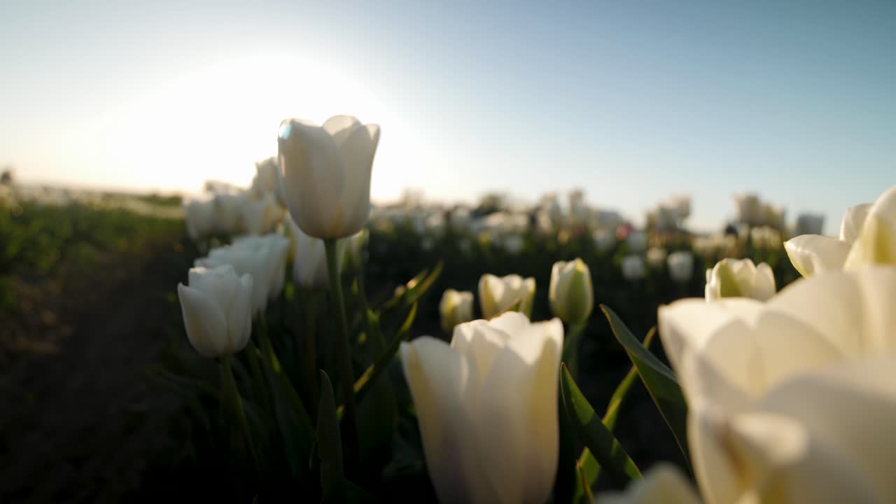 바람에 흔들리는 흰 튤립의 타이트 샷