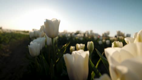 Tiro-Ajustado-De-Tulipanes-Blancos-Ondeando-En-El-Viento