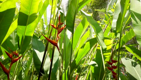 Bird-of-paradise-flowers-and-foliage,-low-angle-panning-view