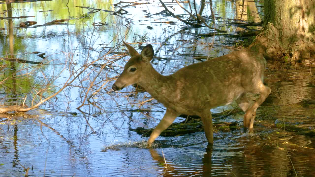 Fawn wades through the stream so clear, cautious steps, knows no fear