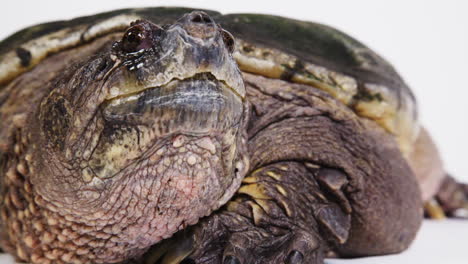 large snapping turtle on a white background