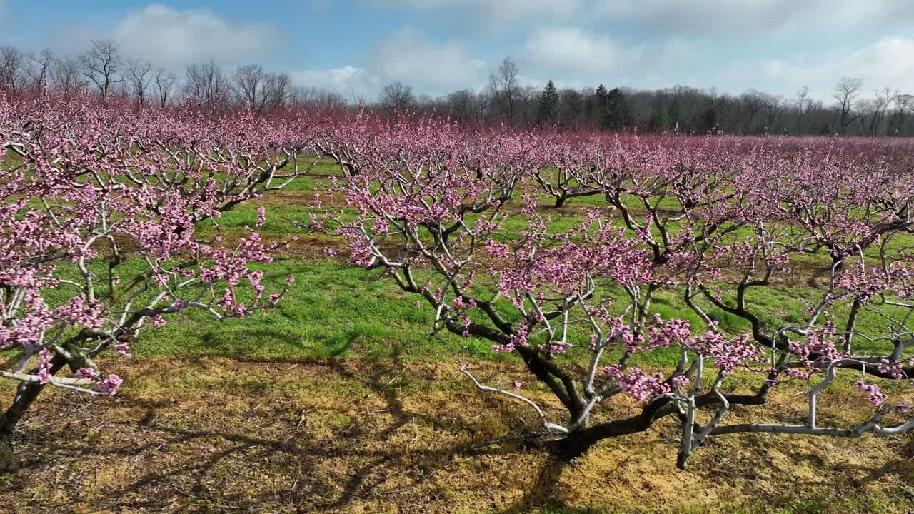 Pescheto in fiore all'inizio della primavera