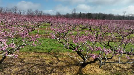 peach orchard in bloom during early spring