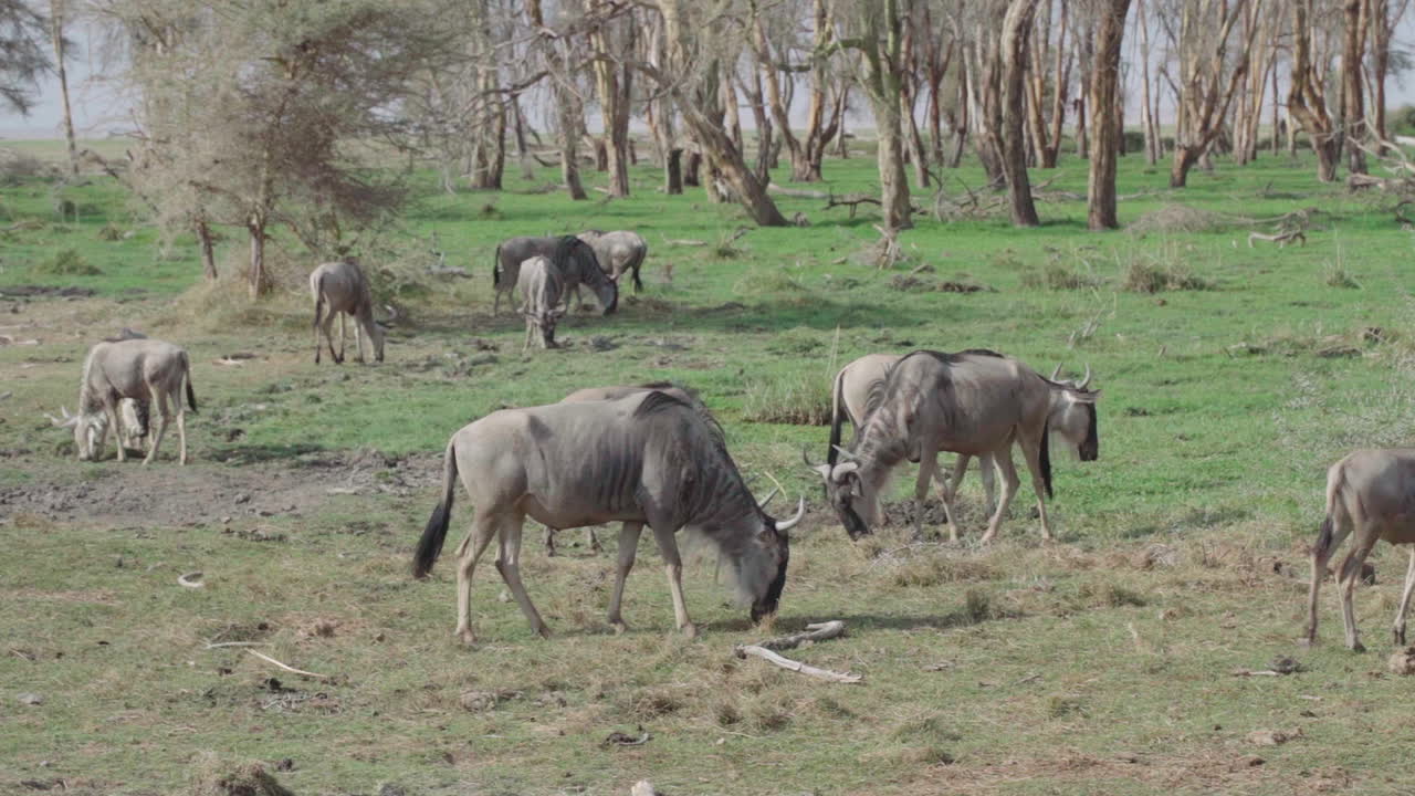 Herd of Wildebeest Grazing in the African Savanna