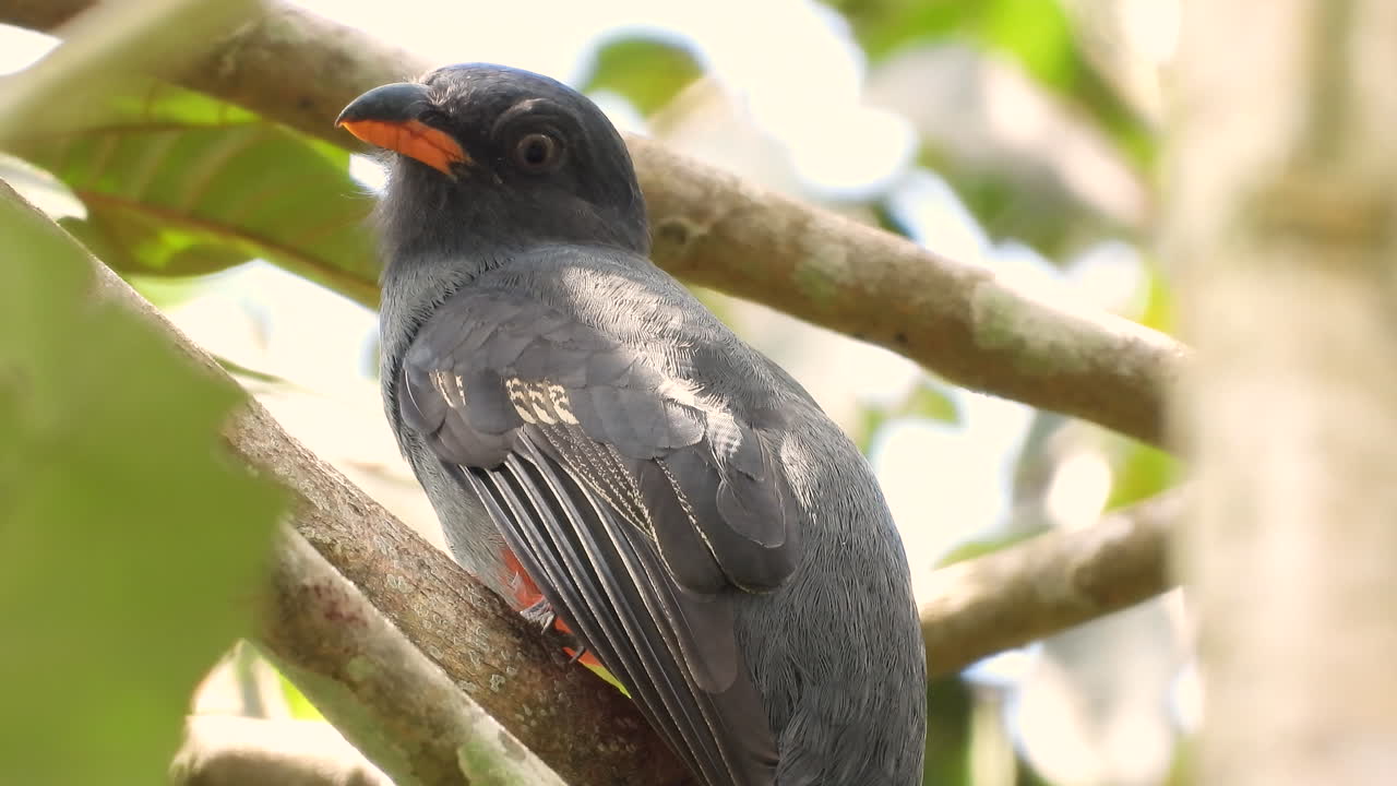 슬레이트 꼬리 트로곤 새가 나뭇가지에 앉아 있다