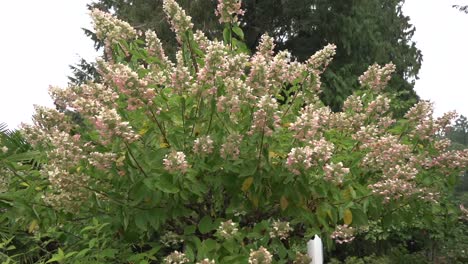 tiro de virada de un árbol en flor en un jardín de otoño