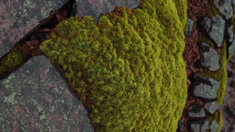 forest and lake scenery with moss on rocks