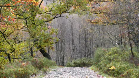 Un-Sereno-Bosque-De-Otoño-invierno,-Un-Tranquilo-Arroyo,-Robles-Dorados-Y-Hojas-Caídas-Que-Cubren-El-Tranquilo-Paisaje