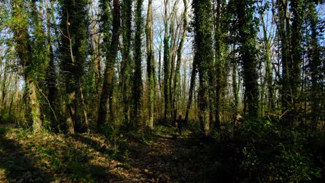 Lonely-man-walking-in-trees