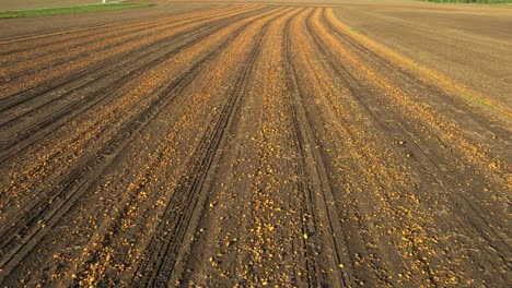 calabazas en el campo durante la temporada de cosecha en otoño