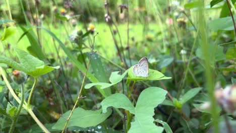 butterflies perched on green leaves in the grass in the park