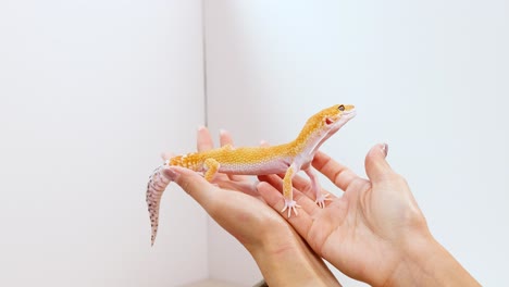a person gently holds a leopard gecko in a well-lit, white-walled room, showcasing careful handling and interaction