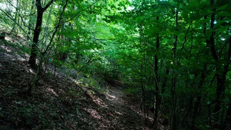 going into a path during a sunny day in a forest