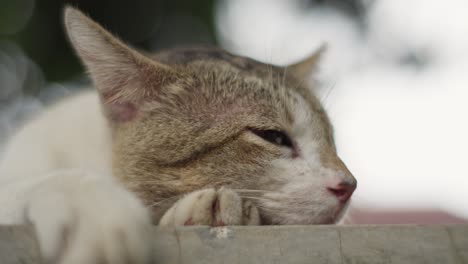 sleepy asian cat relaxing outdoor. close-up shot