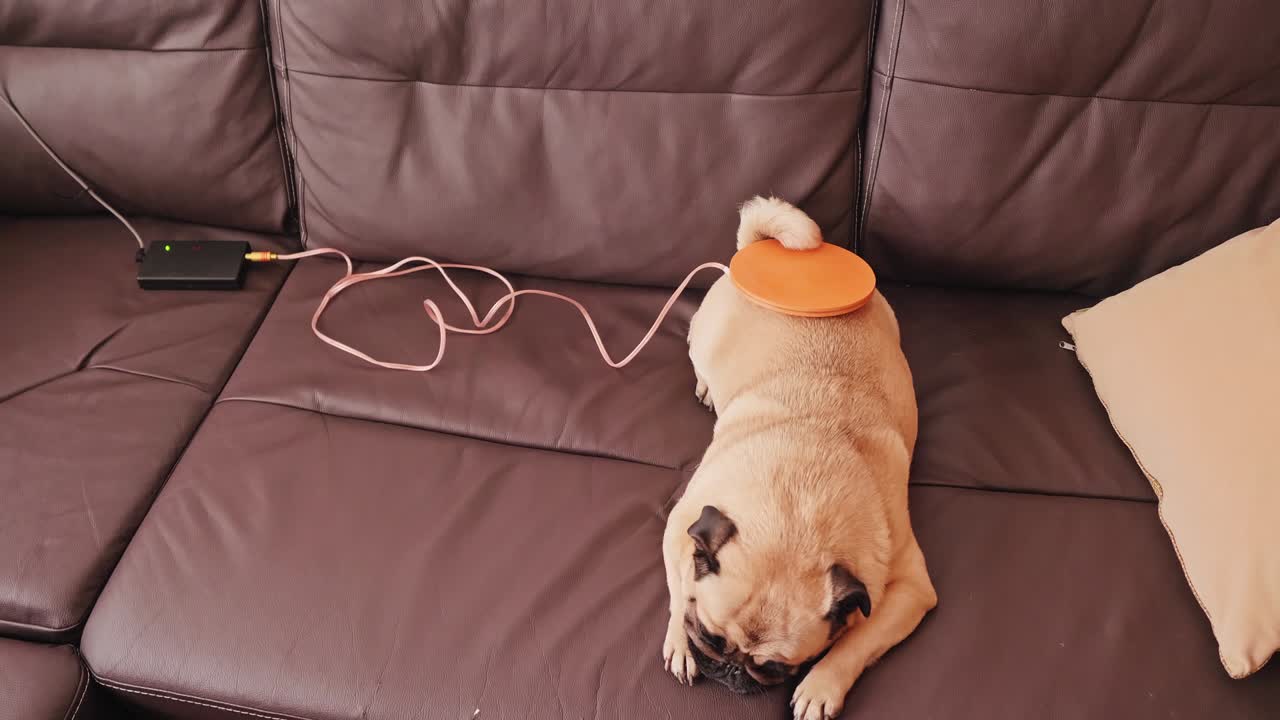 소파에 누워있는 개의 위쪽 전망은 척추의 낮은 부분에 mishin coil를 가지고 있습니다. 가축을 돌보고 있습니다.