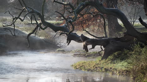 Nebel-Am-Frühen-Morgen-Hängt-über-Dem-Fließenden-Fluss-Pfeil,-Eingerahmt-Von-Einem-Großen-Umgestürzten-Toten-Baum,-Studley,-Warwickshire,-Großbritannien