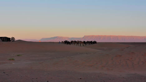 hombre local con túnicas tribales tradicionales touareg liderando un grupo de camellos en el desierto, marruecos, áfrica