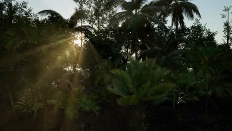 los rayos del atardecer a través de las palmeras