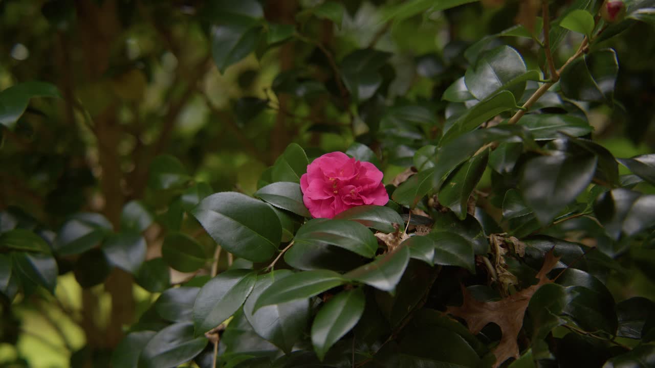 Una camelia vibrante in piena fioritura con petali morbidi e ricchi dettagli. Catturata in slow motion 4K, questa ripresa mostra l'eleganza della natura e la bellezza botanica