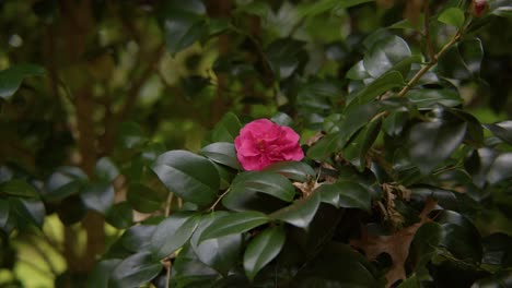 a vibrant camellia in full bloom with soft petals and rich details. captured in 4k slow motion, this shot showcases the elegance of nature and botanical beauty.