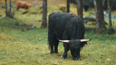 Schwarz--Und-Rothaarige-Highlander-Kühe,-Die-Auf-Einem-Felsigen-Feld-Grasen