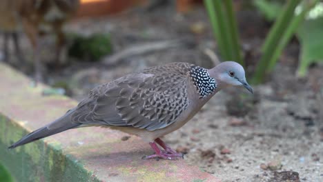 Neugierige-Gefleckte-Taube,-Spilopelia-Chinensis,-Die-Sich-Wundert-Und-Sich-In-Ihrer-Umgebung-Umsieht,-Vogelbeobachtung-Aus-Nächster-Nähe