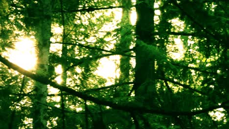 a panoramic view of a forest