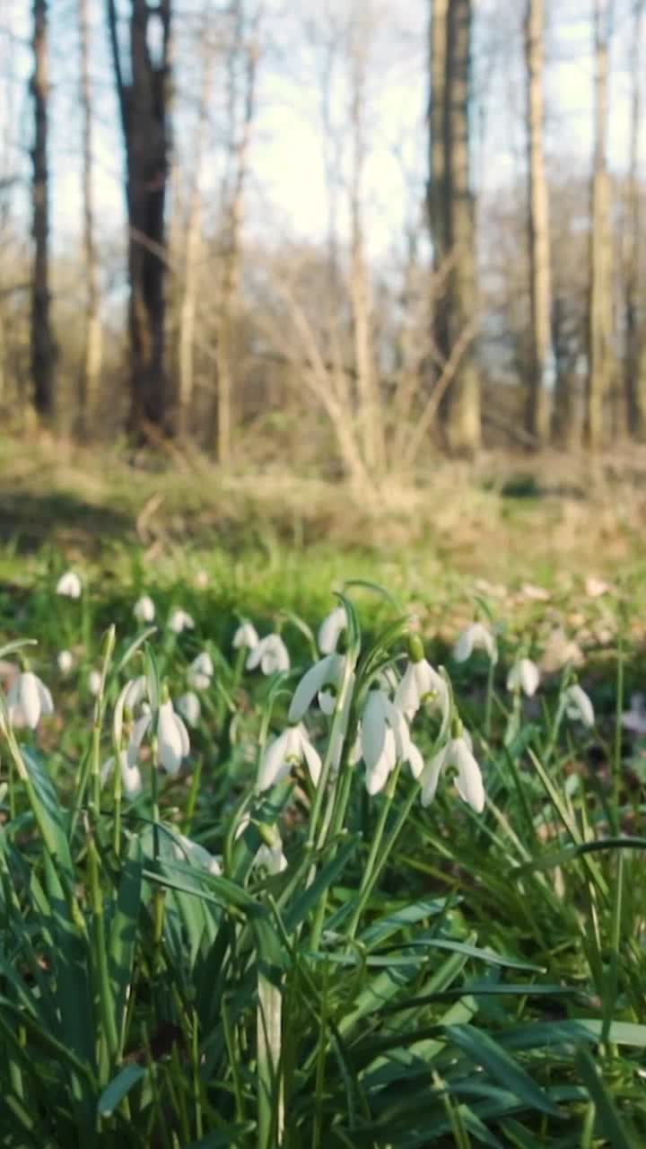 Bucaneve in un bosco soleggiato