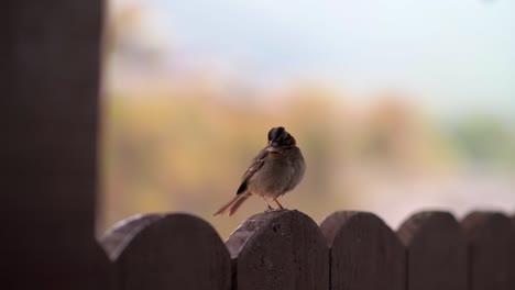 a small bird perched on a wooden fence with a blurred natural background in itatiaia, brazil