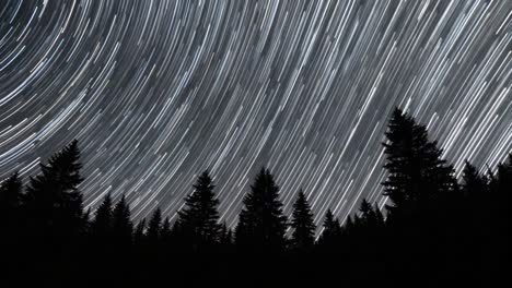 star trails over a forest at night
