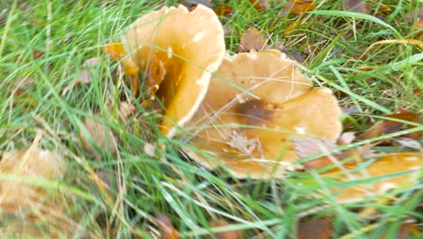 close up of walking by the green grass meadow full of dried leaves from trees and coming across a mushroom in the forest on sunny summer day