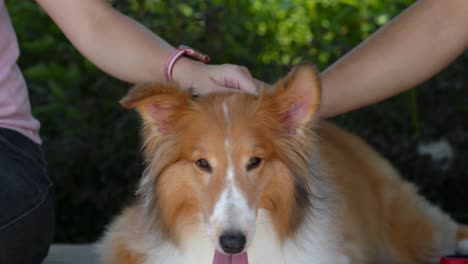 close-up view of scoth collie dog