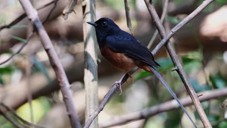 visto en una pequeña rama mirando hacia la izquierda mientras la cámara hace zoom, shama copsychus malabaricus, macho, tailandia