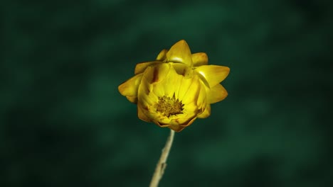 time lapse of a beautiful yellow flower sunflower blooming