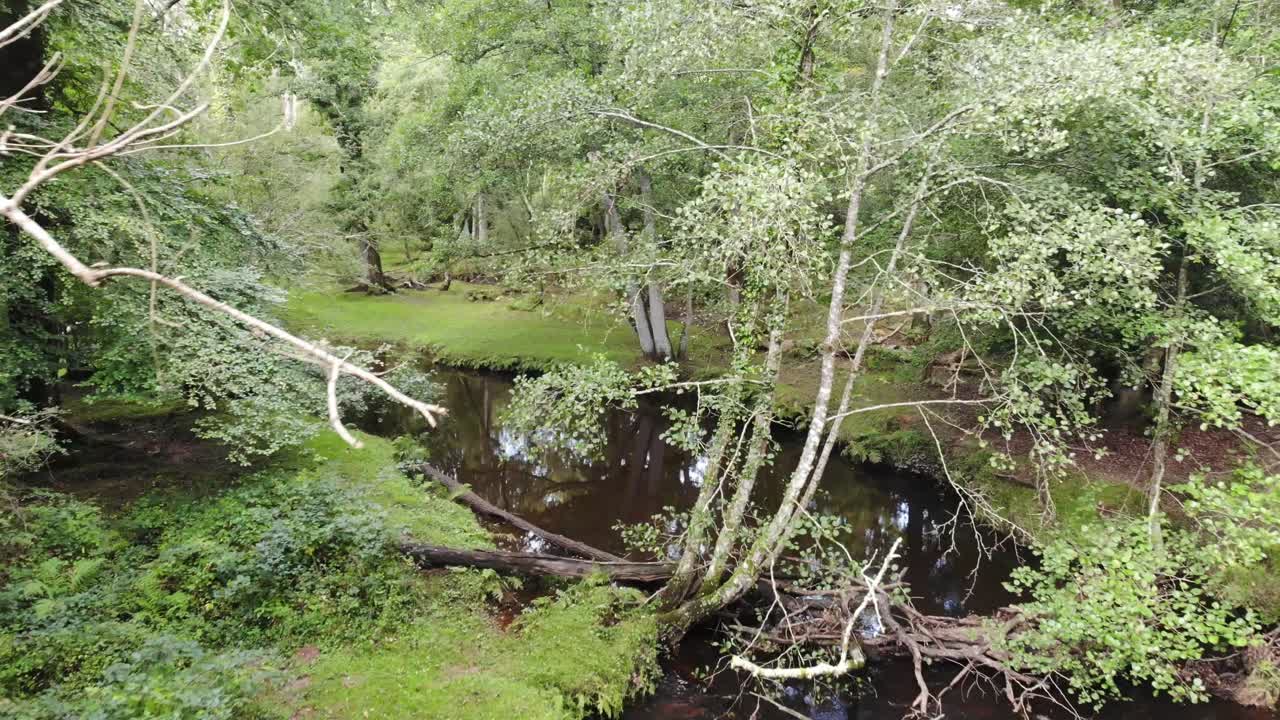 Aerial view of a river flowing through dense vegetation in the New Forest National Park, Hampshire, England, during a summer day