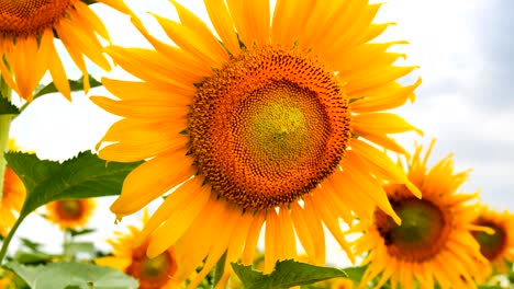 a field of sunflowers