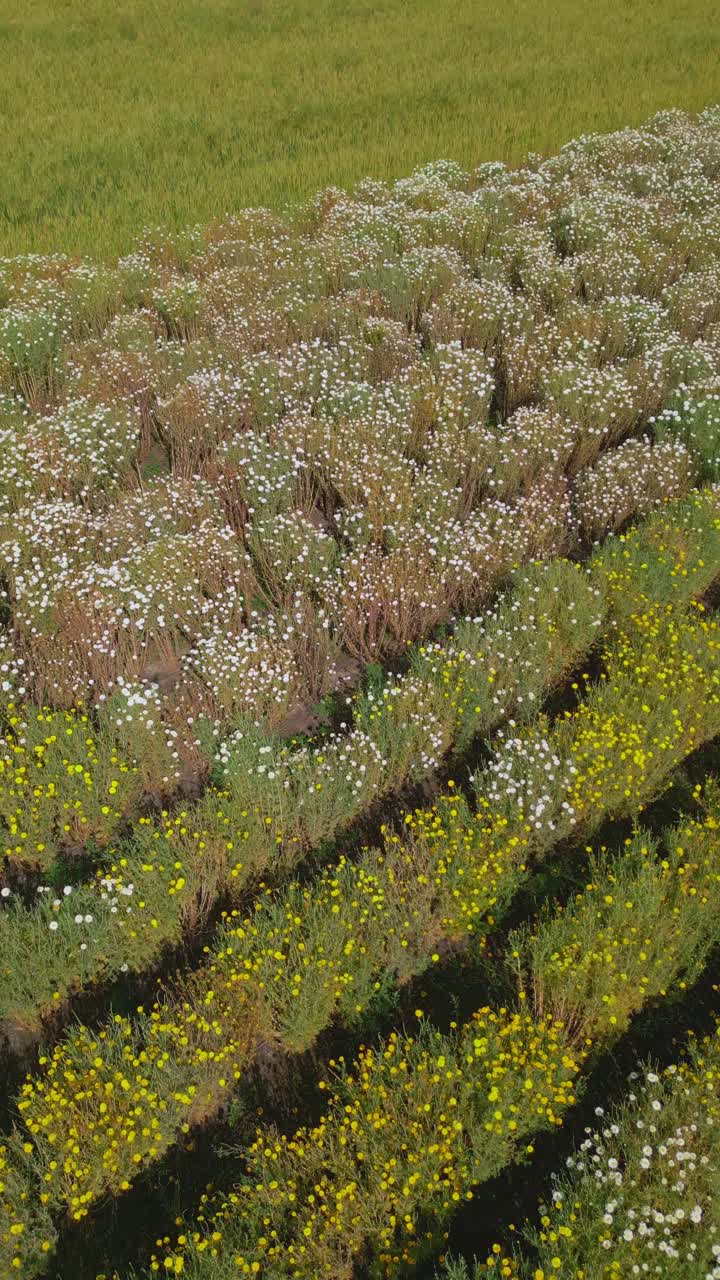Vertical spinning aerial view of yellow and white marigold flowering plants in agricultural rows on a farm in Nashik, Maharashtra, India