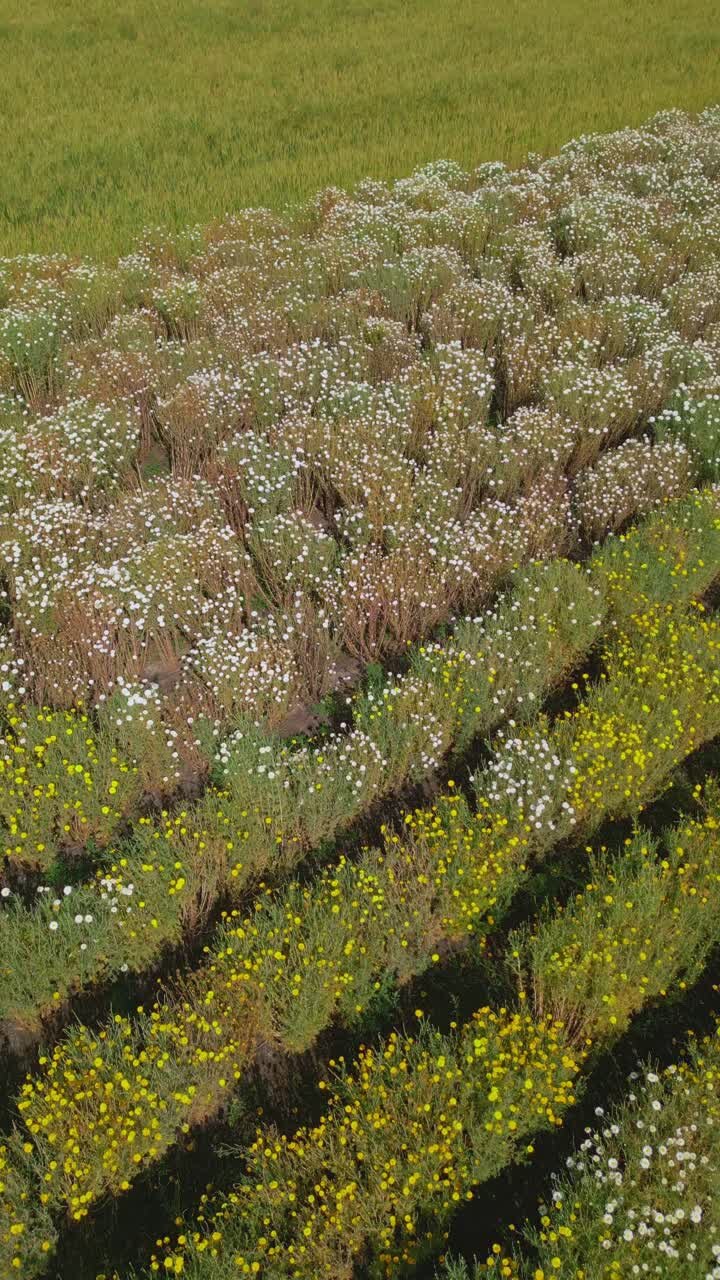 Vista aerea rotante verticale di piante fiorite di calendula gialle e bianche in filari agricoli in una fattoria a Nashik, Maharashtra, India