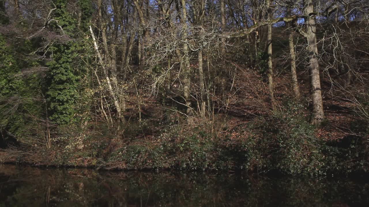 Bosco che cresce lungo il canale Staffordshire e Worcestershire vicino a Kinver. Staffordshire. Inverno. Regno Unito