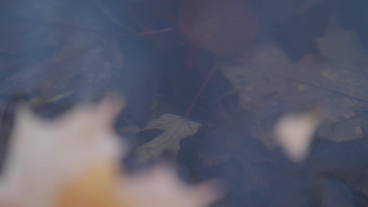Dark brown and yellow autumn leaves rest at the bottom of a shallow stream, visible through gently rippling water. Soft reflection on the moving surface creates a calm atmosphere.