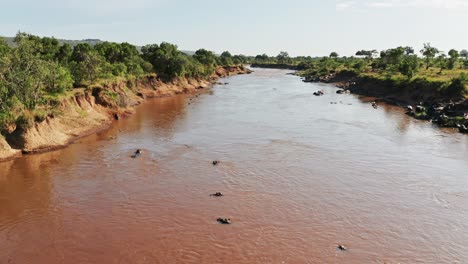 gruppo di un sacco di ippopotami nel fiume mara vista dal drone aereo di un bellissimo paesaggio africano nelle acque fluenti della riserva nazionale di maasai mara, kenya, africa con un verde lussureggiante