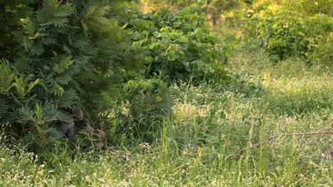 two young leopard cubs playing in thick green vegetation bush on sunny day, sabi sands, south africa, static