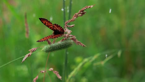 butterfly in the rain