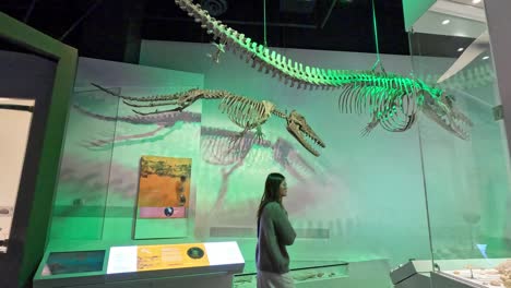 person viewing dinosaur skeleton at melbourne museum