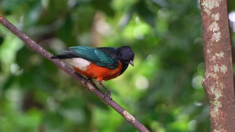 magnífico estornino, lamprotornis superbus con sorprendente plumaje posado en la rama de un árbol, preguntándose curiosamente por los alrededores, extiende sus alas y vuela lejos, tiro de cerca